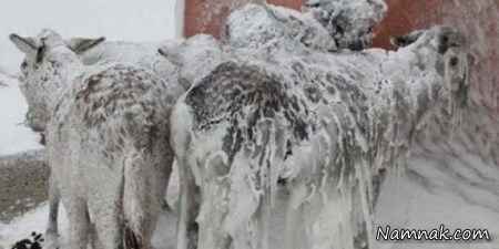 حیوانات یخ زده الاغ یخ زده حیوانات یخ زده